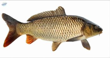 Rohu Fresh Water Fish -  Jeelani Marine Products  - India