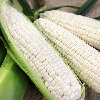 White Maize - Farmers Cooperative Limited - Tanzania