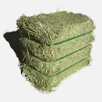 Natural Timothy Grass for Animal Feed Top Grade Timothy Grass Premium Hay for Farm Animals Rich in Fiber and Nutrients - AGRO AFRIQUE COMPANY LIMITED - Tanzania