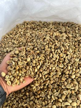Robusta Coffee - Nusa Moruun Trust - Indonesia