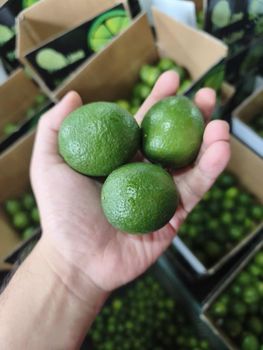 TECHMIFOOD BRAND Fresh Premium Grade Vietnam Seedless Limes (4.5kg) - công ty cổ phần techmifood việt nam - Vietnam
