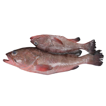 FROZEN REEF COD Shelf Life 2 YEARS Texture Firm White Meat Flavor Delicate, Savory Packaging 20 Kg Ctn (IWP) Packaging Type Running Weight - Netfish India - India