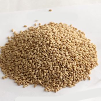 Premium Barley Grain With Rich Flavor Fresh Barley Grain Perfect For Export And Large Scale Wholesale Buyers - AGRO AFRIQUE COMPANY LIMITED - Tanzania