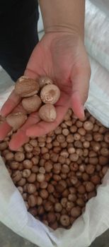 Betel Nut – product photo, Frozen Betel Nut products found from trusted suppliers, wholesalers, manufacturers & exporters Listing