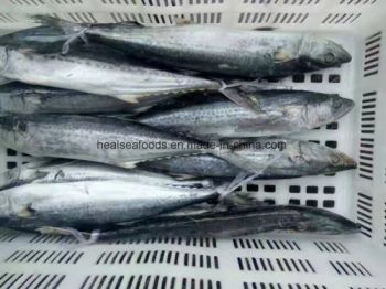 Chinese Frozen Spanish Mackerel Fish Supplier Style Whole HS Code 0303 Processing IQF Trademark healsea Origin Pacific, - HAIZHISHI FOOD TRADING CO., LTD. SHISHI CITY - China