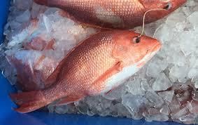 Frozen Cuttlefish / Red Snapper – Premium Grade Seafood Grade A Type Seafood Glazing 5%–10% (as Required) Supply Capacity 200 Mt Per Month - TRADE NEPAL LLC - United States