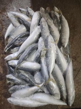 New batch of frozen Pacific mackerel (Japanese mackerel) for export in 2025, quick-frozen Pacific mackerel, land-frozen Pacific mackerel, whole frozen mackerel from China. - Jinjiang Yueshuang Import&Export Trade Co.,Ltd - China