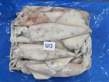 FROZEN SQUID / THONDI SQUID WHOLE Grade AS PER BUYER REQUIREMENT Packaging AS PER BUYER REQUIREMENT - KUBER SEA FOODS - India