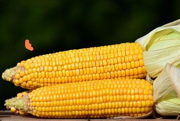 Yellow Corn – product photo, Mixed Fresh Vegetables products found from trusted suppliers, wholesalers, manufacturers & exporters Listing