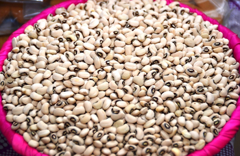 Ghana white beans Grade 1 - HASRAH YAM & VEGETABLES ENTERPRISE - Ghana