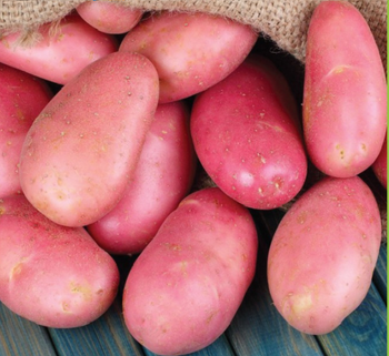 Stick Lal, Fresh Potato Weight (kg) 50 Skin Color Red Flesh Color White Origin Bangladesh Moisture Content 75–80% Minimum Order Quantity 15 Tons - anisa tade - Bangladesh