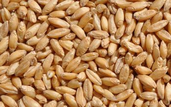 Wheat – product photo, Wheat products found from trusted suppliers, wholesalers, manufacturers & exporters Listing