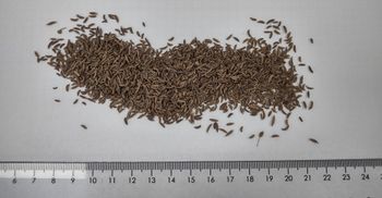 Caraway seeds - Natalia-Przyprawy - Poland