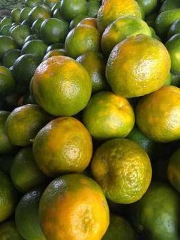 Citrus reticulata mandarin Packaging 3 ply corrugated box Shelf Life Custom packagaing for extended shelf - Zero Mile Citrus - India
