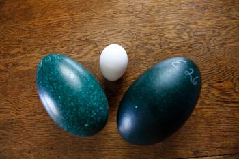 Fresh emu eggs wholesale price - Leta Trading sprl - Poland