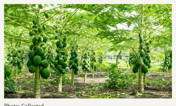Papaya – product photo, Papaya products found from trusted suppliers, wholesalers, manufacturers & exporters Listing