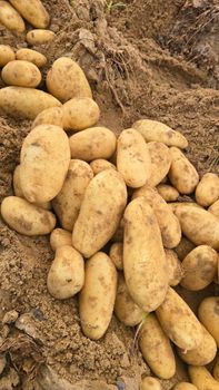Potato from AL-SEDIK FOR FRUITS AND VEGETABLE EXPORT AND TRADING Potato - AL-SEDIK FOR FRUITS AND VEGETABLE EXPORT AND TRADING - Egypt