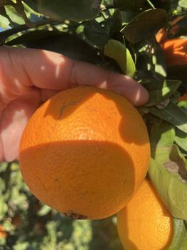 ORANGE VALENCIA from ART LOG MAROC ORANGE VALENCIA - ART LOG MAROC - France