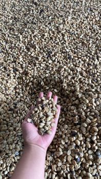 Arabica Gayo from PT DINATA INTERNASIONAL TRADING Arabica Gayo – product photo, Unwashed Arabica Coffee products found from trusted suppliers, wholesalers, manufacturers & exporters Listing