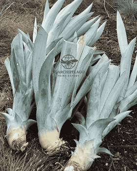 pineapple leaf / pineapple leaves - Pt Archipelago Prime Export - Indonesia