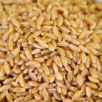 100% Pure Whole Wheat Grains Export Quality, from SAEBYGARD AVLSGARD A/S 100% Pure Whole Wheat Grains Export Quality, - SAEBYGARD AVLSGARD A/S - Denmark