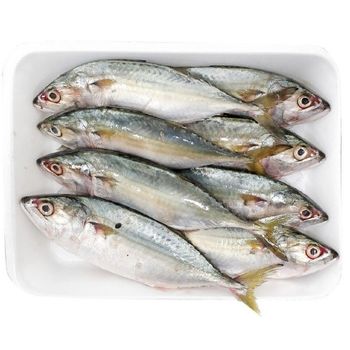 Wholesale Frozen Mackerel Fish / All Size Frozen Mackerel Fish -  JAC SEEDS & OIL TRADING (PTY) LTD - South Africa
