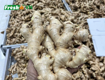 Fresh Ginger – product photo, Fresh Elephant Ginger products found from trusted suppliers, wholesalers, manufacturers & exporters Listing