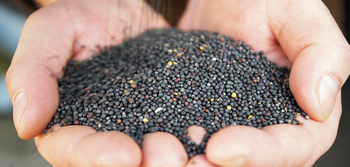 Canola – product photo, Top Quality Products