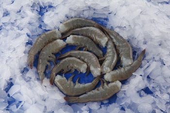 SELL HLSO FROZEN VANNAMEI SHRIMPS / BLACK TIGER SHRIMPS from AMAZE SEAFOOD TRADE SELL HLSO FROZEN VANNAMEI SHRIMPS / BLACK TIGER SHRIMPS – product photo, Frozen White Clams products found from trusted suppliers, wholesalers, manufacturers & exporters Listing