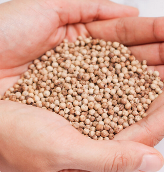 White peppercorn buy wholesale. Cheap White Pepper | fresh premium quality Ceylon white pepper | PREMIUM QUALITY AT CHEAP PRICES - Almaa SCS - Belgium