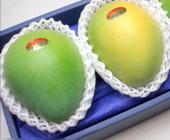 Mango protection bag