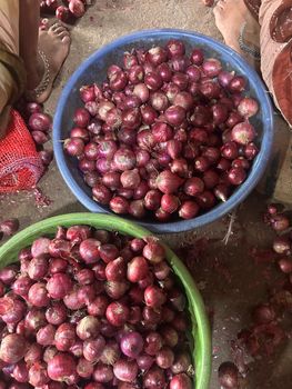 PREMIUM INDIAN ONION - PASO TRADING CO.,LTD - Vietnam