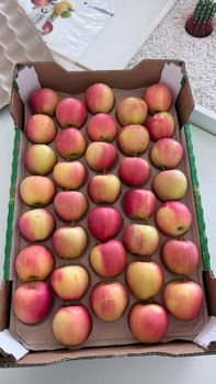 Apple Galla,Greben smith - Jomini doo - Serbia