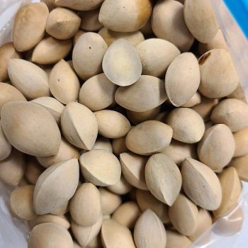 Wholesale Fresh Raw Dried Ginkgo Nuts for Sale Organic Gingko Seeds in Shell with Best Price - CPW TRADE LTD - United Kingdom