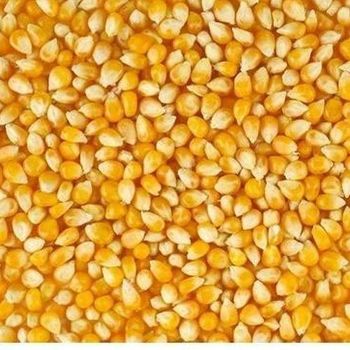 Maize – product photo, Maize products found from trusted suppliers, wholesalers, manufacturers & exporters Listing
