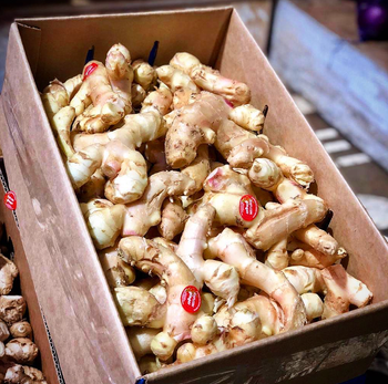 CLEAN SKIN WHOLE GINGER INTENSE AROMA SPICY FLAVOR LARGE SIZE GINGER - Sosa Merchant Solutions - Austria