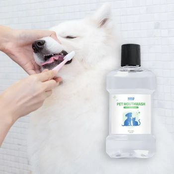 Oral Cleaning Pet Mouth Wash - Guangzhou Qidianban Car Accessories Co., Ltd. - China