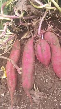 sweet potato fresh - sumber alam kepri - Indonesia