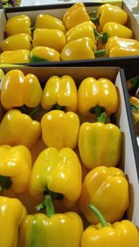 Egyptian Bell Peppers from Egypt Fruits & Vegetables Export Egyptian Bell Peppers - Egypt Fruits & Vegetables Export - Egypt