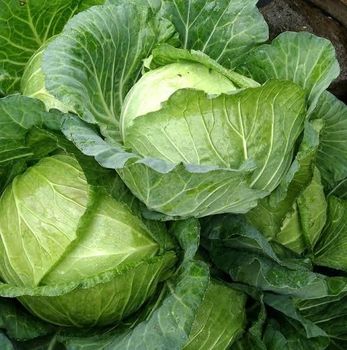 Fresh Cabbage - Makmur Abadi Galatama - Indonesia
