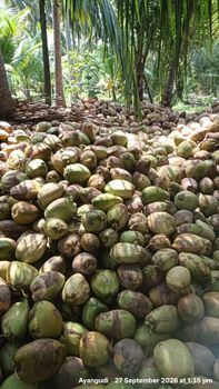 De Husked Coconut for sale - Southern delta Traders - India