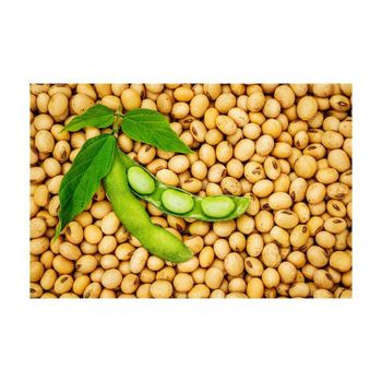 soybeans ready for sale with global shipping and secure packaging solutions - MASI TRADING GMBH - Germany