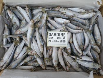Frozen Sardine - Sea Star Foodstuff Trading LLC - Oman