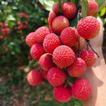 Mango trees and Lychee trees grafted delivery exporting Korea and Japan - 雨果园艺果树基地 - China