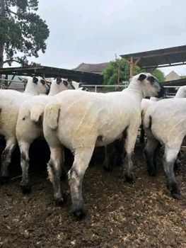 Rams of 50kgs each Weight Per Unit 50kgs Packaging 40-foot Container Unit Price Usd 310 Per 40-foot Container - Tittoh Creative - Kenya