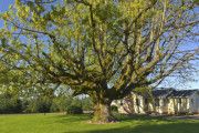 Product - Tuscaloosa Tree Trimming & Removal Specialists - United States
