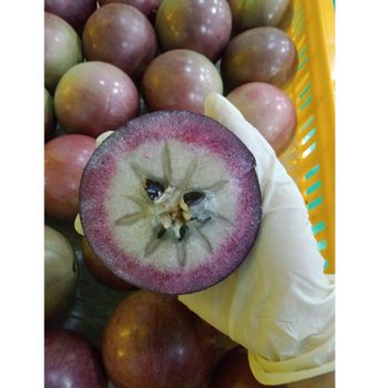 Bulk Selling 100% Natural Mature Organic Star Apple Fresh and COMMON Carton Box with 8 Days Shelf Life Fresh Fruit - CHANH THU EXPORT AND IMPORT FRUIT COMPANY LIMITED - Vietnam