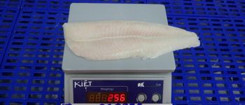 Frozen pangasius fillet, well-trimmed, 70% net, size 220gr up, bulk 10kg/carton - AQUA MATRIX - Vietnam