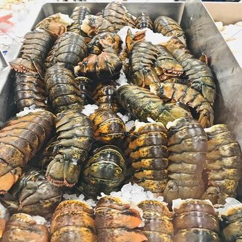 Deep Sea Frozen Lobster Processed Under Strict Handling Practices Delivering Fresh Ocean Taste In Every Batch - TOSOH INTERNATIONAL - South Africa