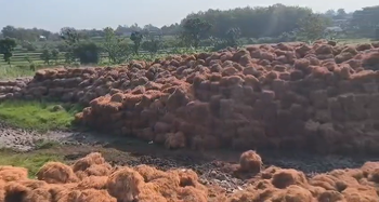 Coco FIber from Spice Island Nusantara Global Coco FIber - Spice Island Nusantara Global - Indonesia